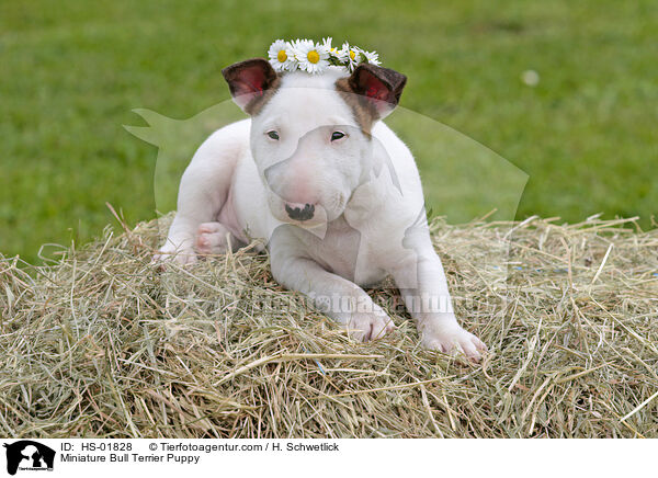 Miniatur Bullterrier Welpe / Miniature Bull Terrier Puppy / HS-01828