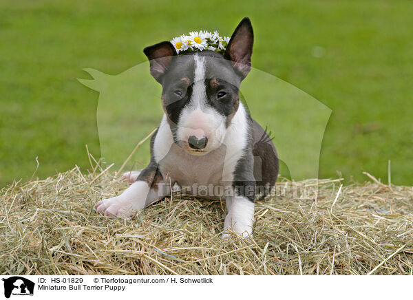 Miniature Bull Terrier Puppy / HS-01829