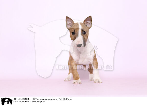 Miniature Bull Terrier Puppy / JH-29404