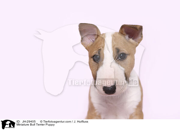 Miniature Bull Terrier Puppy / JH-29405