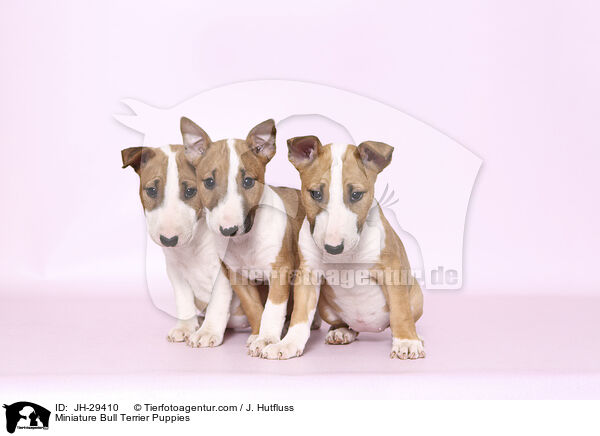 Miniature Bull Terrier Puppies / JH-29410