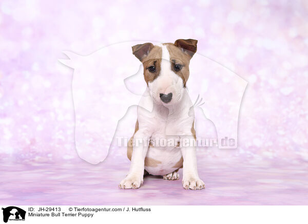 Miniature Bull Terrier Puppy / JH-29413