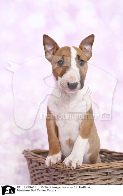 Miniature Bullterrier Welpe / Miniature Bull Terrier Puppy / JH-29418