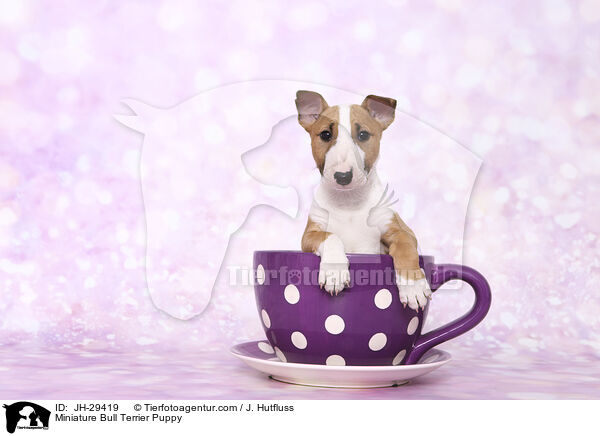 Miniature Bull Terrier Puppy / JH-29419