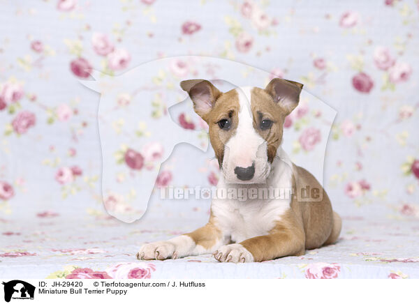 Miniature Bull Terrier Puppy / JH-29420