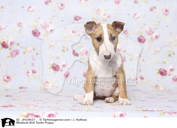 Miniature Bull Terrier Puppy / JH-29421