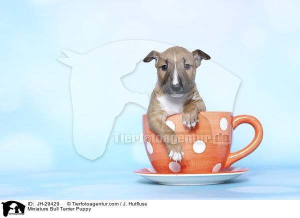Miniature Bullterrier Welpe / Miniature Bull Terrier Puppy / JH-29429