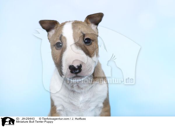 Miniature Bull Terrier Puppy / JH-29443