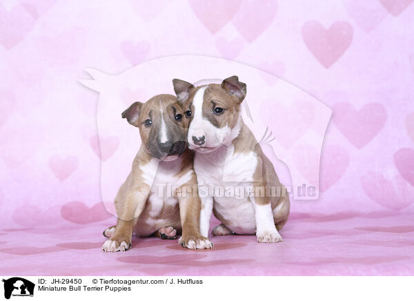 Miniature Bullterrier Welpen / Miniature Bull Terrier Puppies / JH-29450