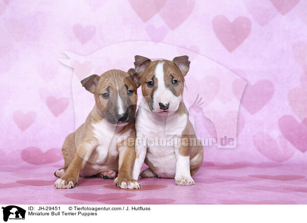 Miniature Bullterrier Welpen / Miniature Bull Terrier Puppies / JH-29451