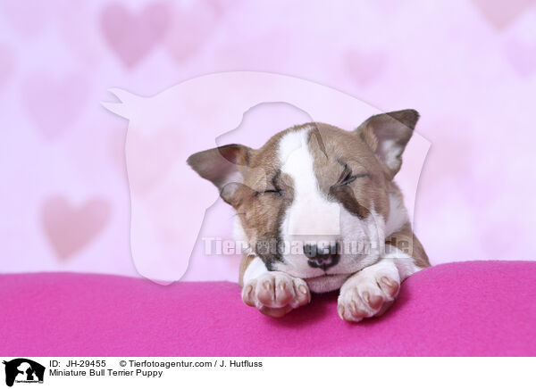 Miniature Bullterrier Welpe / Miniature Bull Terrier Puppy / JH-29455
