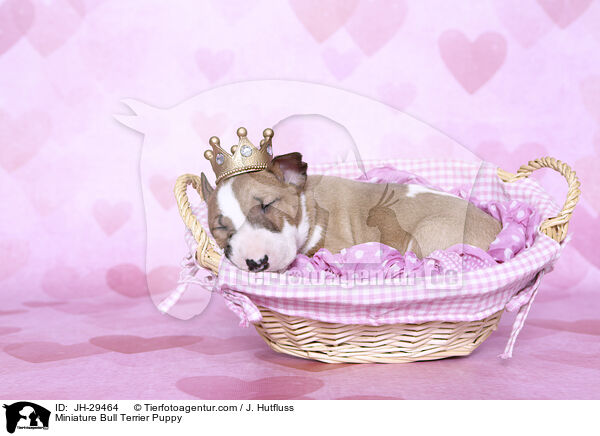 Miniature Bull Terrier Puppy / JH-29464