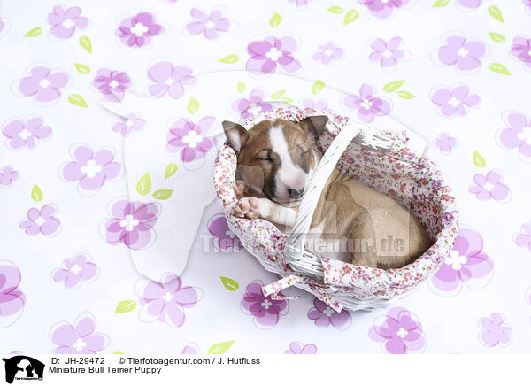 Miniature Bullterrier Welpe / Miniature Bull Terrier Puppy / JH-29472