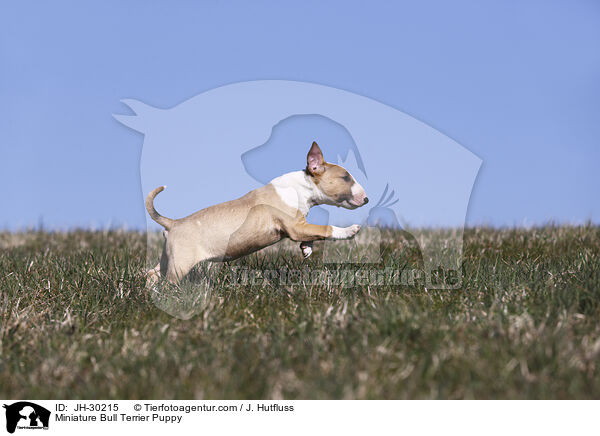 Miniature Bull Terrier Puppy / JH-30215