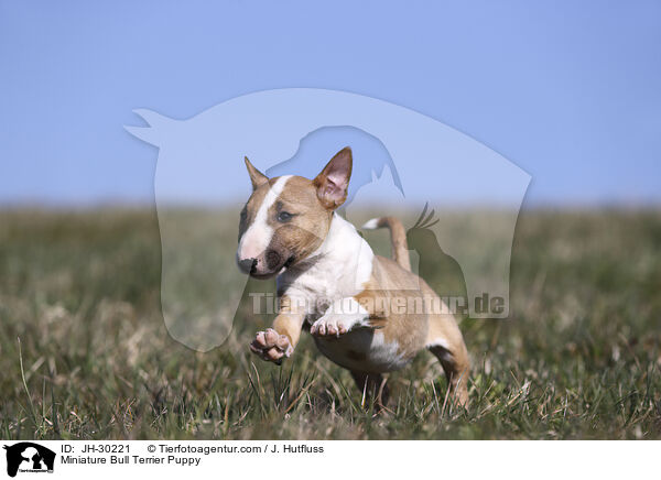 Miniature Bull Terrier Puppy / JH-30221