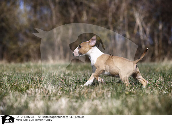 Miniature Bull Terrier Puppy / JH-30228