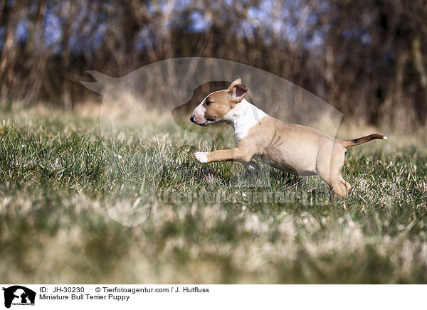 Miniature Bull Terrier Puppy / JH-30230