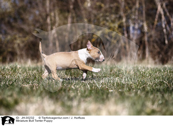 Miniature Bull Terrier Puppy / JH-30232