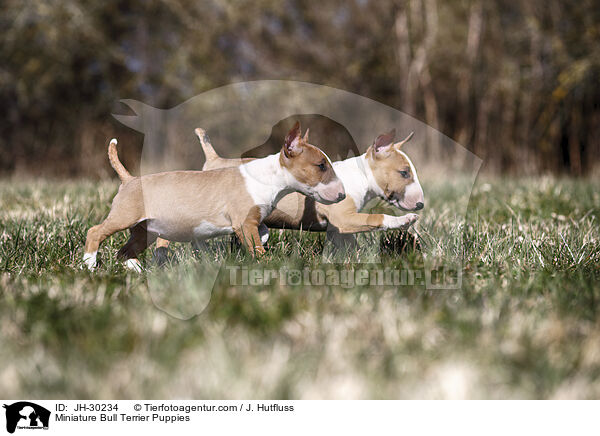 Miniature Bull Terrier Puppies / JH-30234