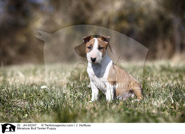 Miniature Bull Terrier Puppy / JH-30247