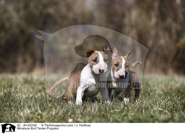 Miniature Bull Terrier Puppies / JH-30248
