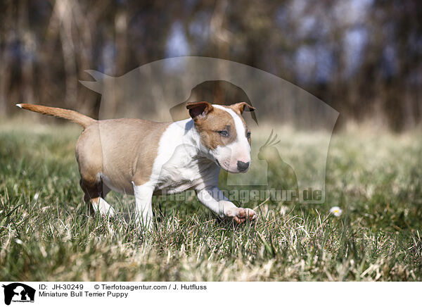 Miniature Bull Terrier Puppy / JH-30249