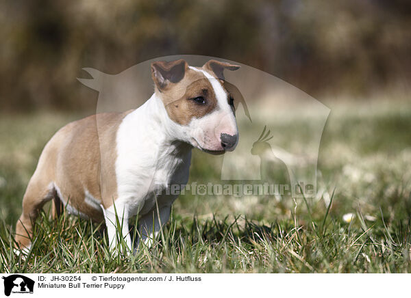 Miniature Bull Terrier Puppy / JH-30254