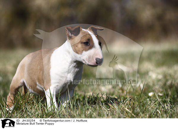 Miniature Bullterrier Welpe / Miniature Bull Terrier Puppy / JH-30254