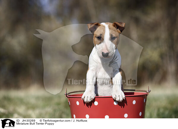 Miniature Bullterrier Welpe / Miniature Bull Terrier Puppy / JH-30269