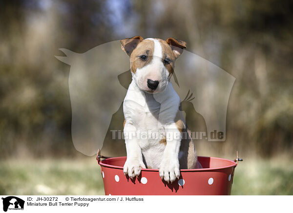 Miniature Bullterrier Welpe / Miniature Bull Terrier Puppy / JH-30272