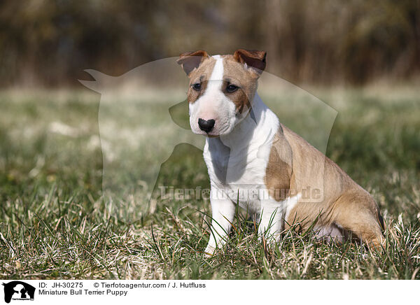 Miniature Bull Terrier Puppy / JH-30275