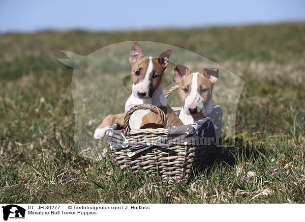 Miniature Bullterrier Welpen / Miniature Bull Terrier Puppies / JH-30277