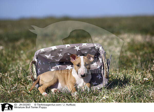 Miniature Bullterrier Welpe / Miniature Bull Terrier Puppy / JH-30283