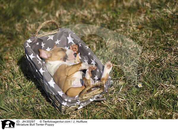 Miniature Bull Terrier Puppy / JH-30297