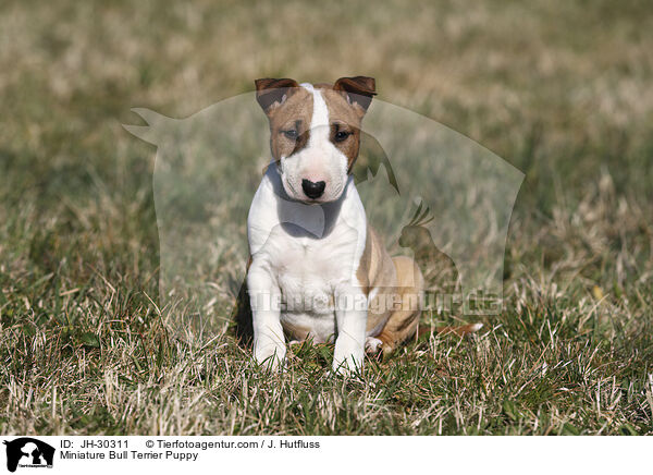 Miniature Bullterrier Welpe / Miniature Bull Terrier Puppy / JH-30311