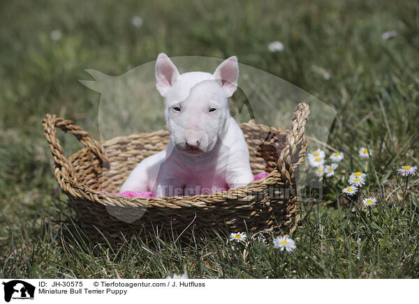 Miniature Bull Terrier Puppy / JH-30575