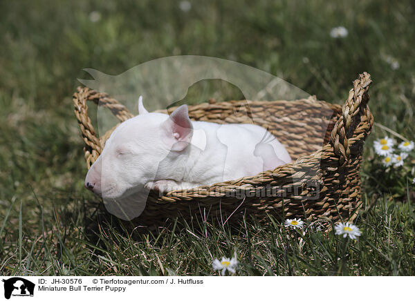 Miniature Bullterrier Welpe / Miniature Bull Terrier Puppy / JH-30576