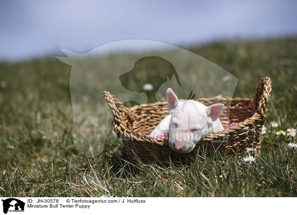 Miniature Bullterrier Welpe / Miniature Bull Terrier Puppy / JH-30578