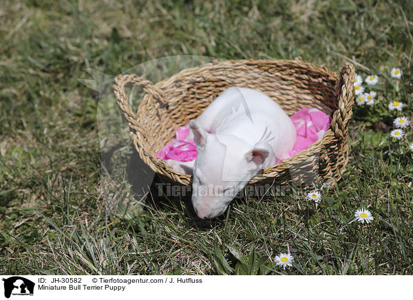 Miniature Bull Terrier Puppy / JH-30582