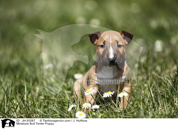 Miniature Bull Terrier Puppy / JH-30587