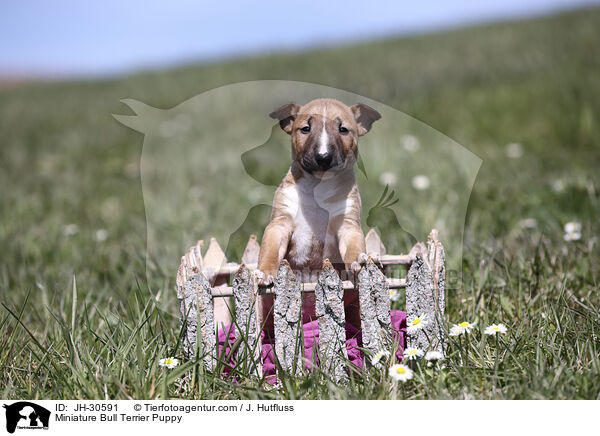 Miniature Bullterrier Welpe / Miniature Bull Terrier Puppy / JH-30591