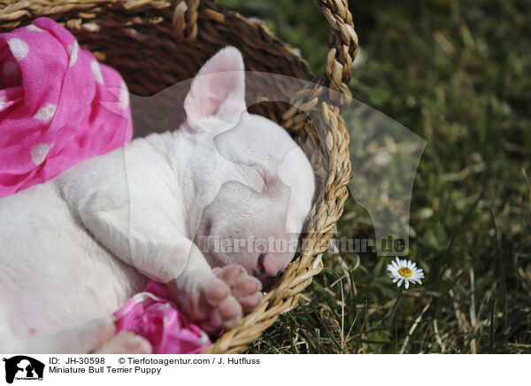 Miniature Bull Terrier Puppy / JH-30598