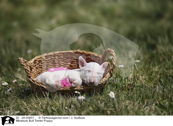 Miniature Bullterrier Welpe / Miniature Bull Terrier Puppy / JH-30601