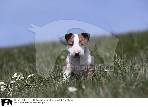 Miniature Bullterrier Welpe / Miniature Bull Terrier Puppy / JH-30616
