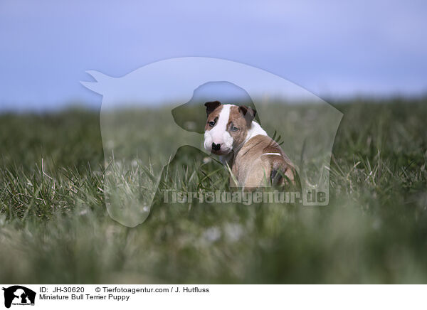 Miniature Bull Terrier Puppy / JH-30620