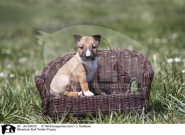 Miniature Bullterrier Welpe / Miniature Bull Terrier Puppy / JH-30635