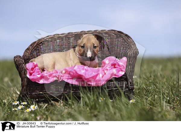 Miniature Bull Terrier Puppy / JH-30643