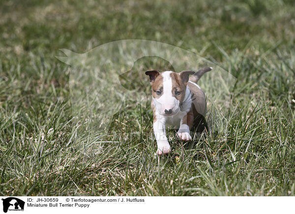 Miniature Bull Terrier Puppy / JH-30659