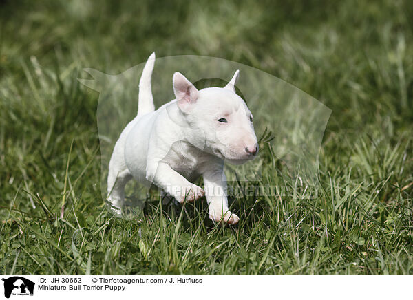Miniature Bullterrier Welpe / Miniature Bull Terrier Puppy / JH-30663