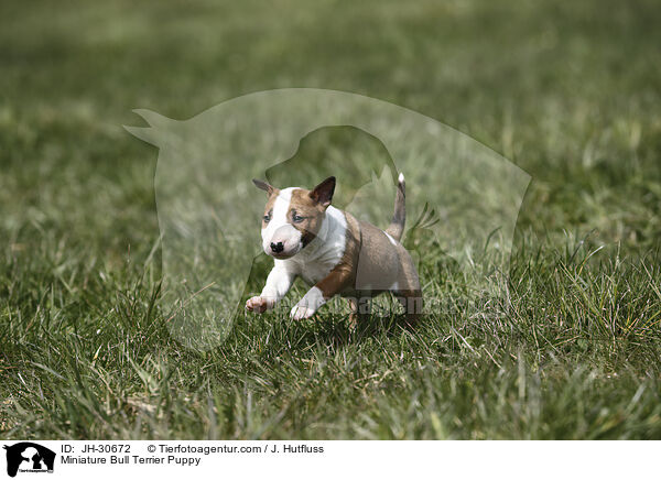 Miniature Bull Terrier Puppy / JH-30672